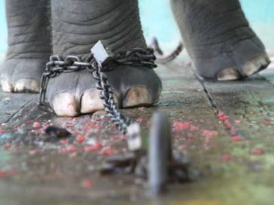 elefante-encadenado El elefante encadenado